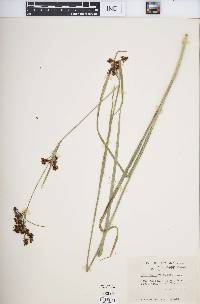 Rhynchospora caduca image