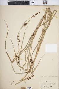 Rhynchospora glomerata image