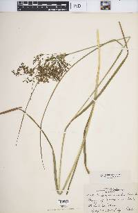 Scirpus atrocinctus image