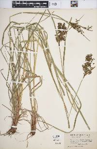 Scirpus atrocinctus image