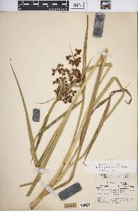 Scirpus georgianus image