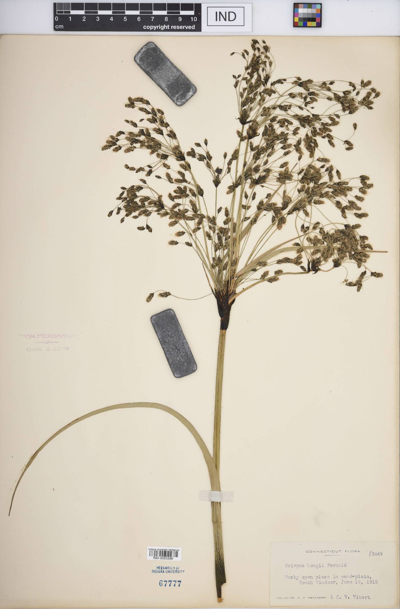 Scirpus longii image