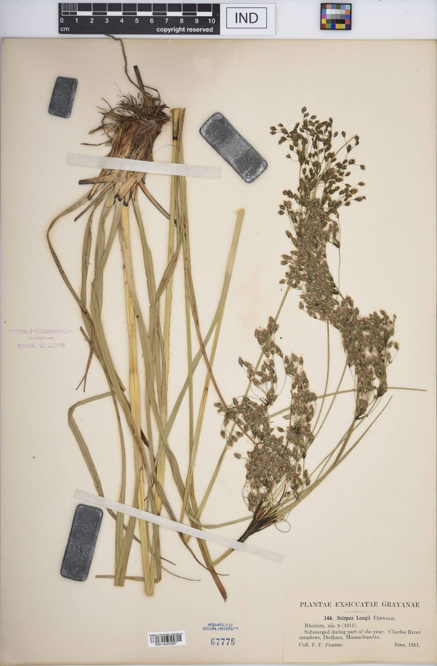 Scirpus longii image