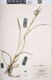 Scirpus microcarpus image