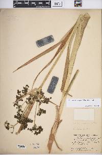 Scirpus microcarpus image