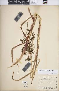 Scirpus microcarpus image