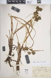 Scirpus microcarpus image