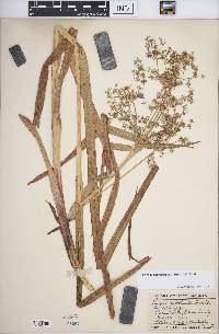 Scirpus microcarpus image