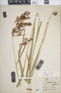 Scirpus pendulus image