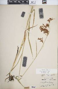 Scirpus pendulus image