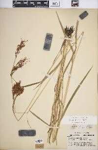 Scirpus pendulus image