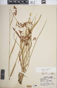 Scirpus pendulus image