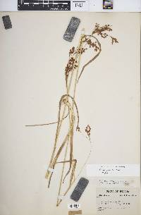 Scirpus pendulus image