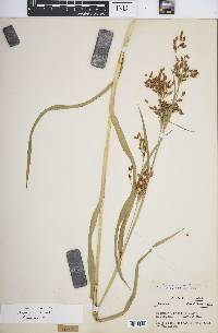 Scirpus pendulus image