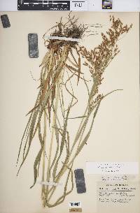 Scirpus pendulus image