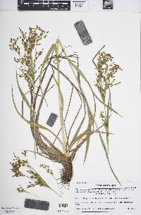 Scirpus pendulus image