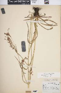 Scirpus pendulus image