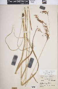 Scirpus pendulus image