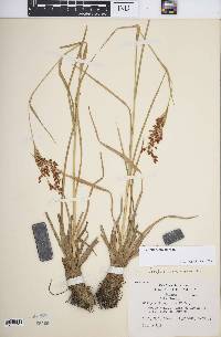 Scirpus pendulus image