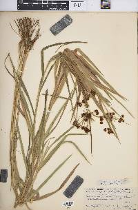 Scirpus polyphyllus image