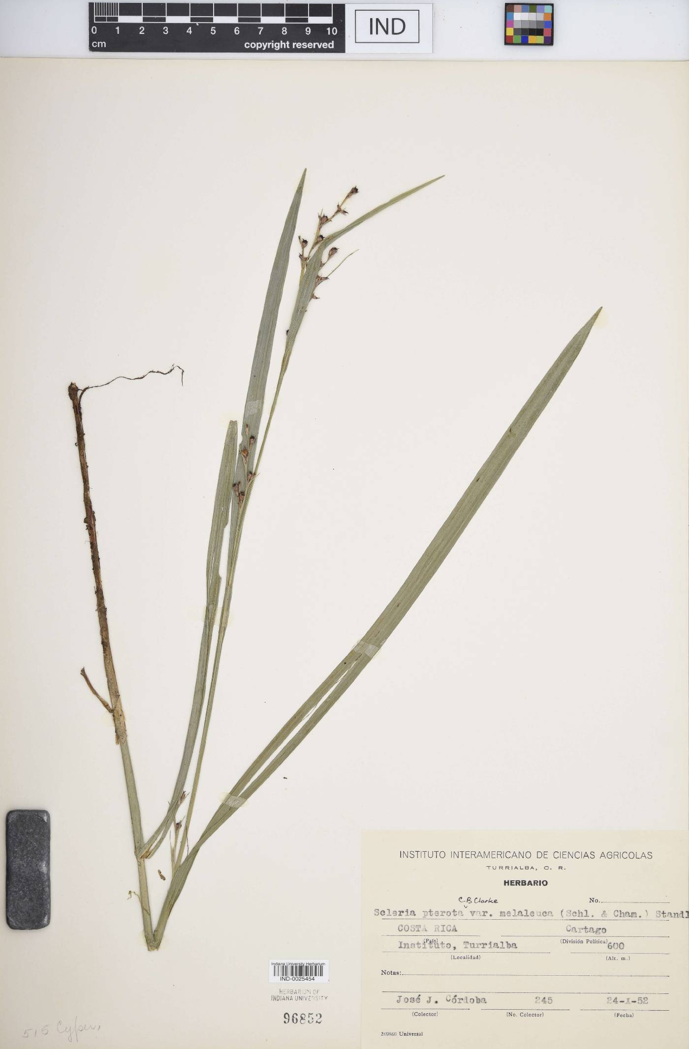 Scleria pterota var. melaleuca image