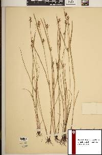 Scleria reticularis image