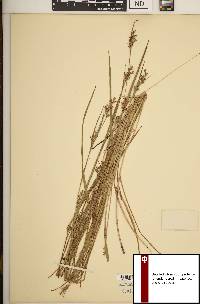 Scleria reticularis image