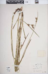 Scleria triglomerata image