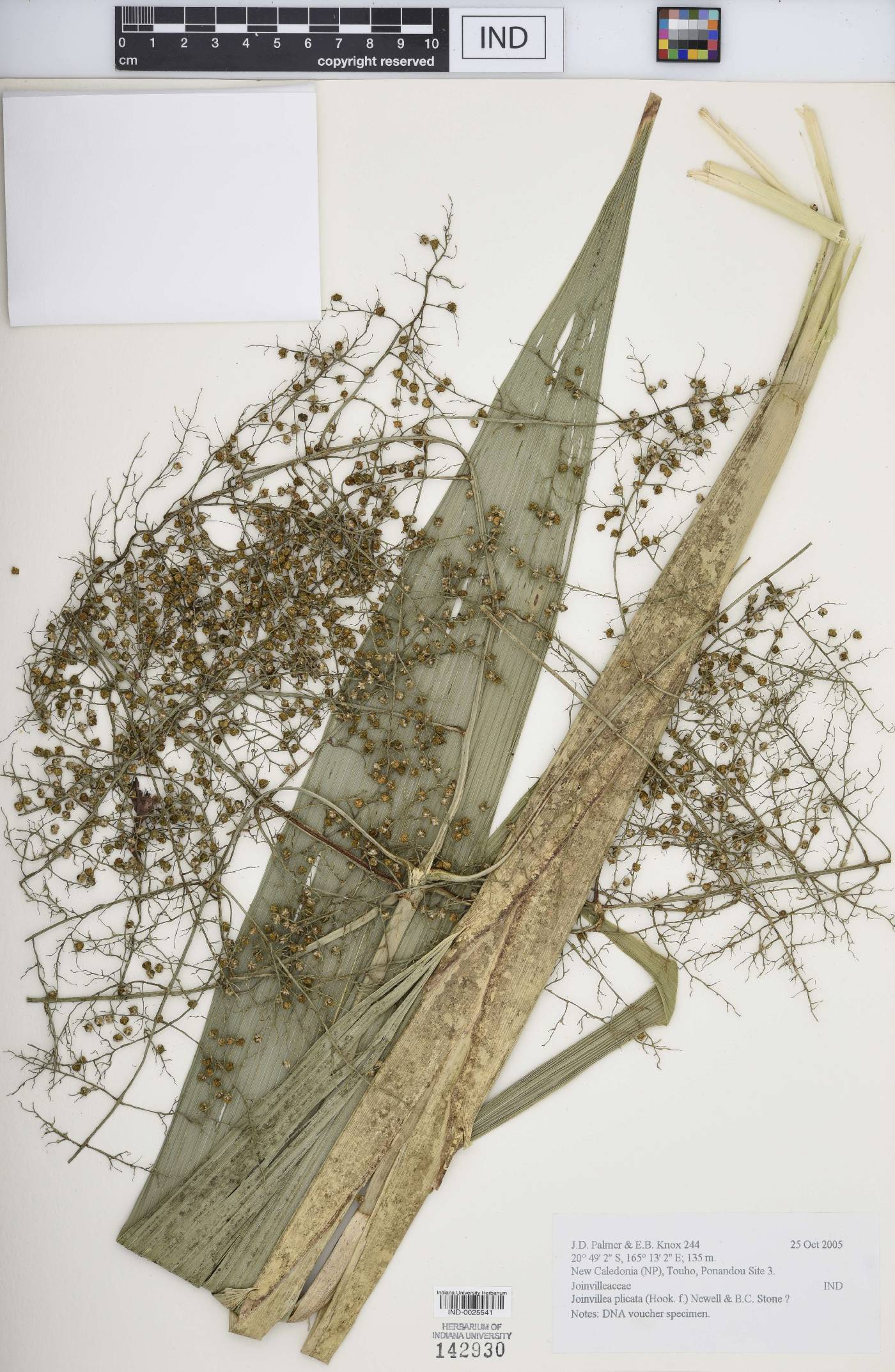 Joinvillea plicata image