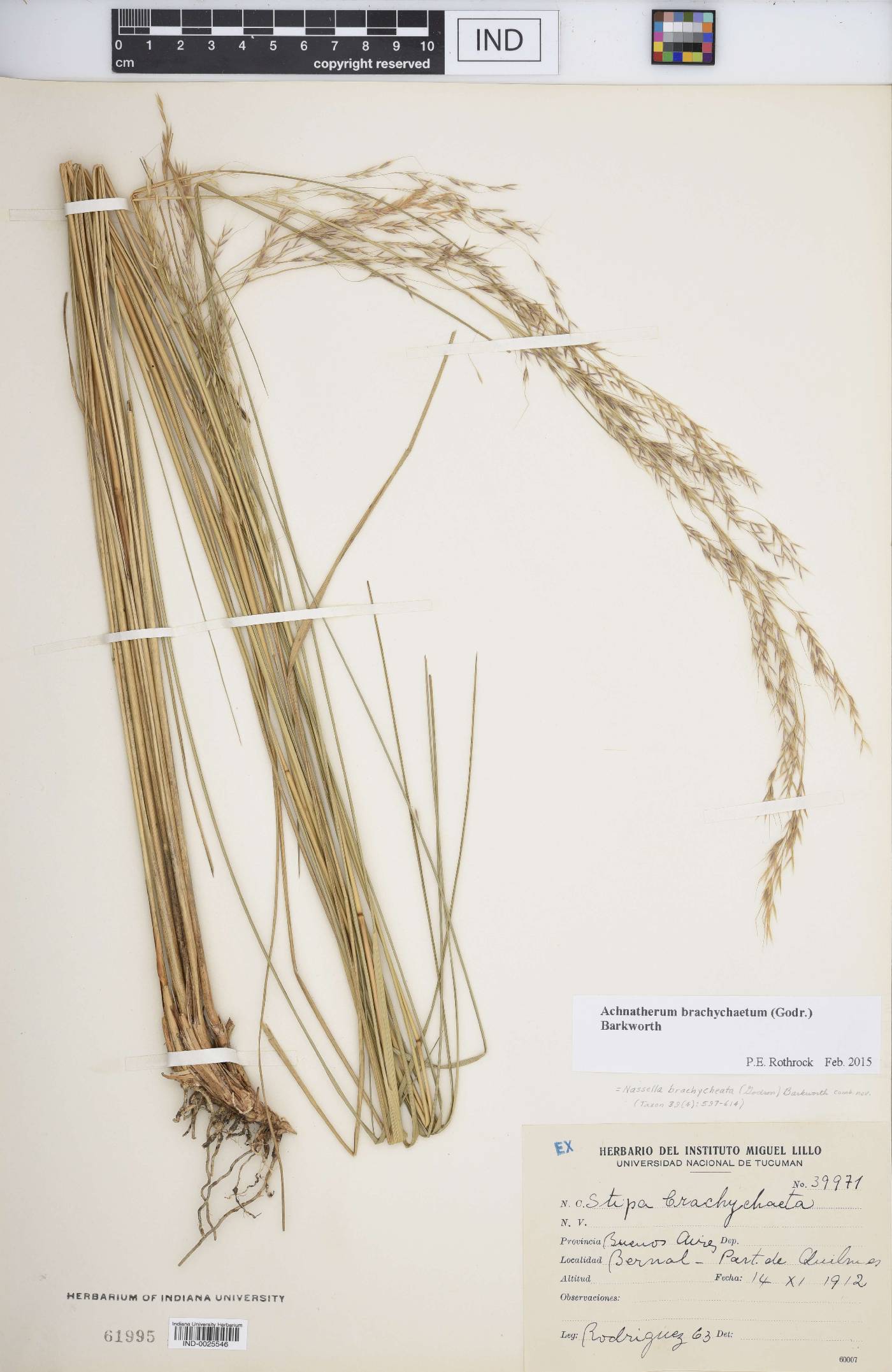 Achnatherum brachychaetum image