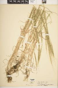 Aegilops cylindrica image