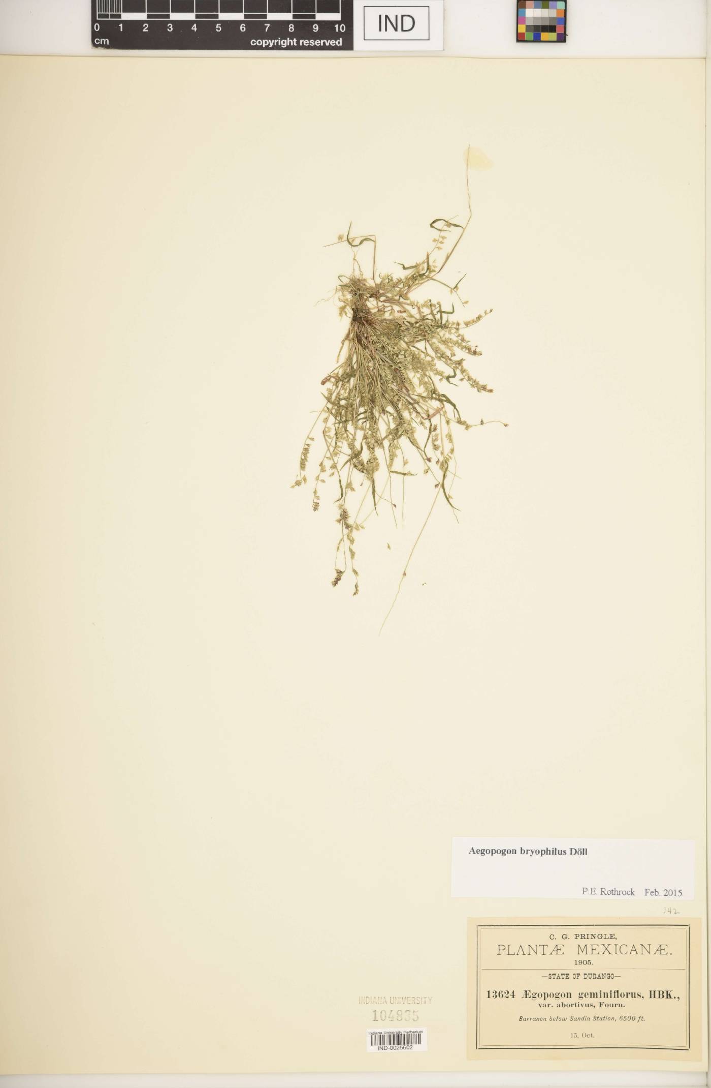 Muhlenbergia bryophilus image