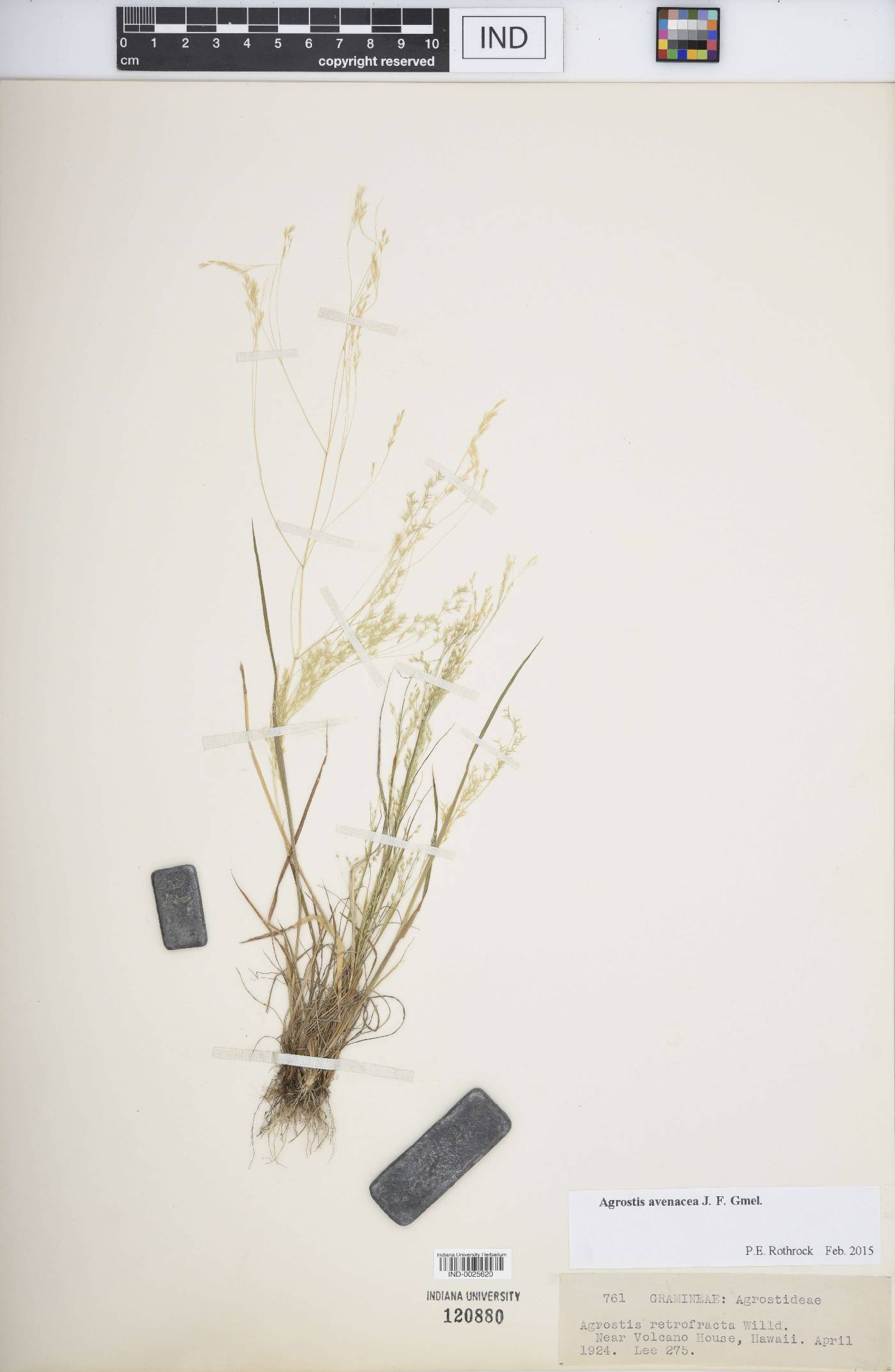Agrostis avenacea image