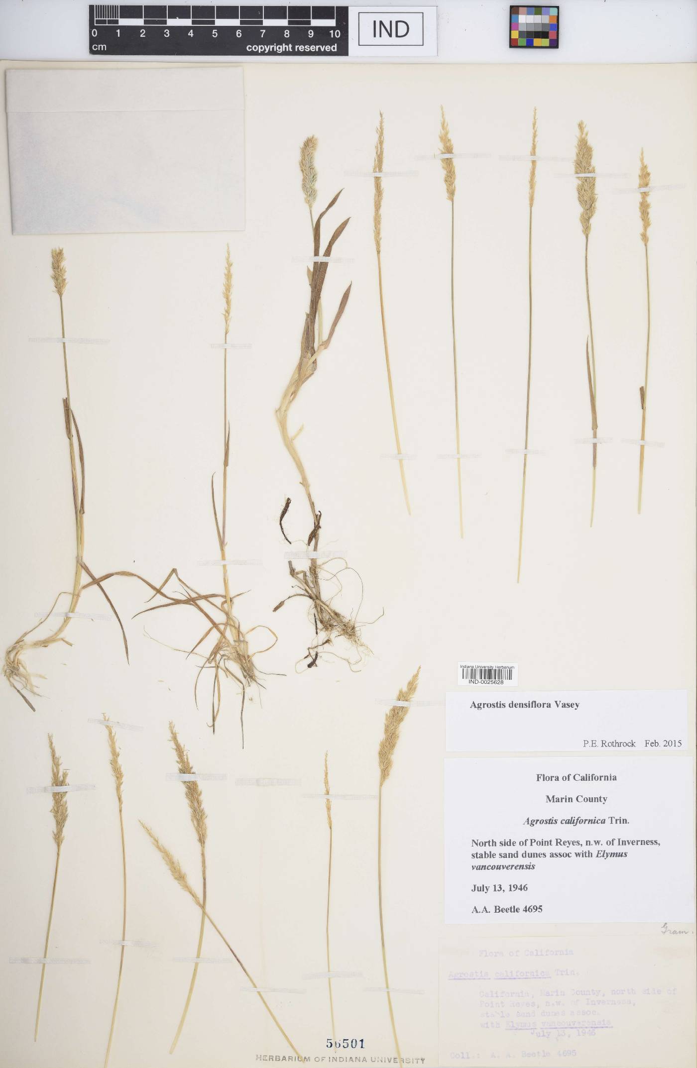 Agrostis densiflora image
