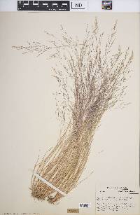 Agrostis elliottiana image