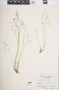 Agrostis elliottiana image