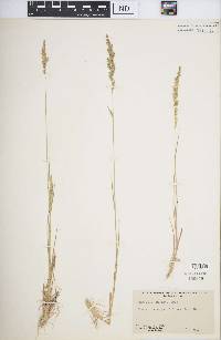 Agrostis exarata image