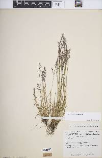 Agrostis mertensii image