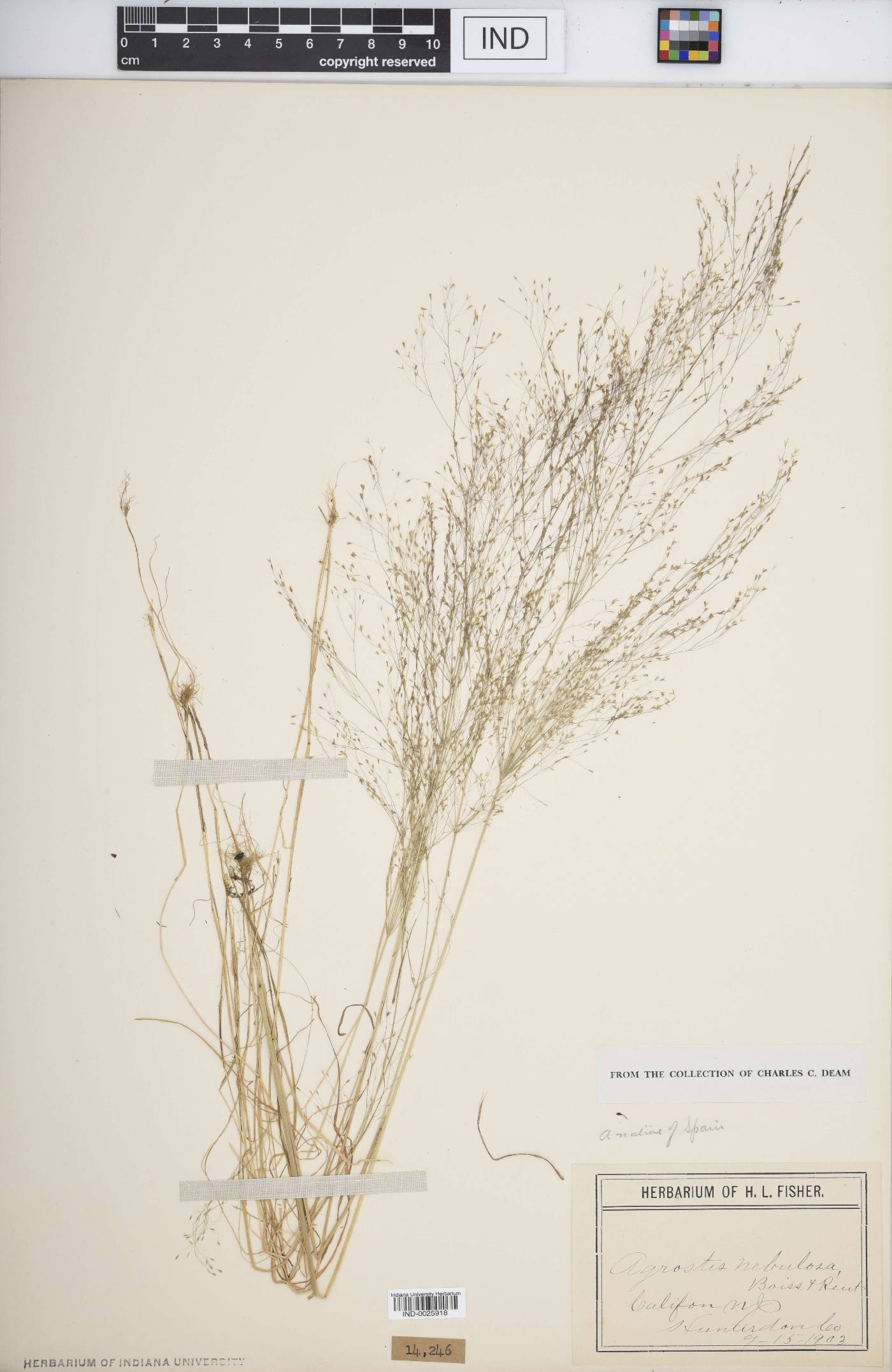 Agrostis nebulosa image