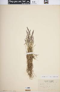 Agrostis rossiae image