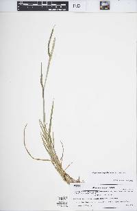 Alopecurus aequalis var. aequalis image