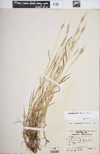 Alopecurus aequalis var. aequalis image