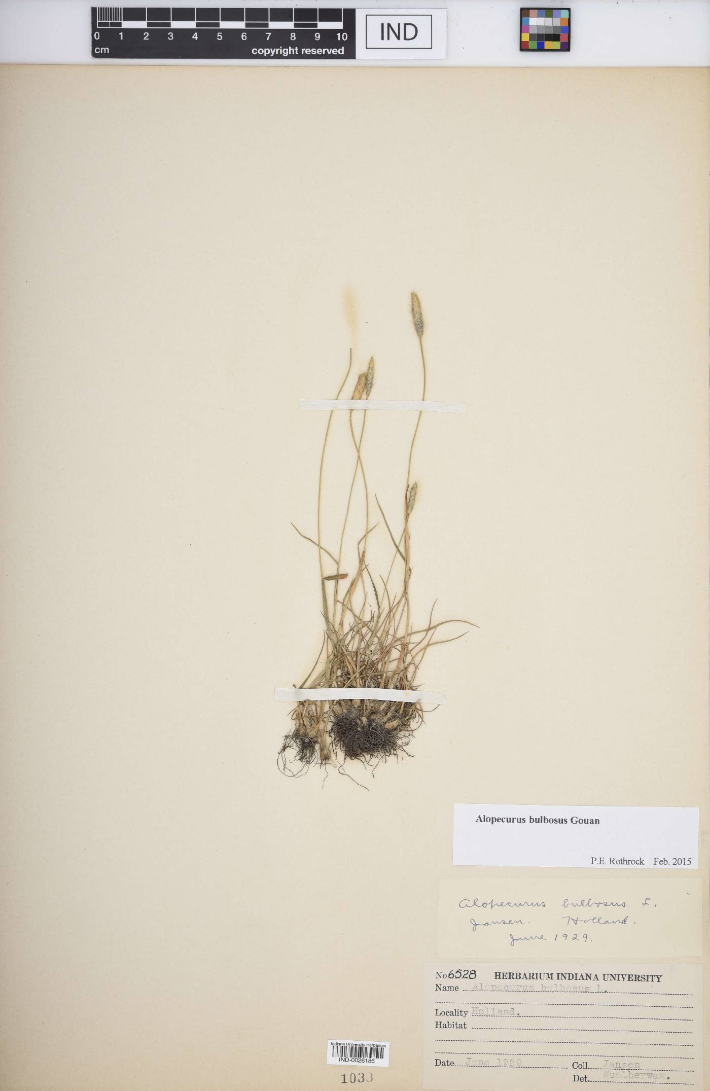 Alopecurus bulbosus image