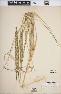 Ammophila breviligulata image