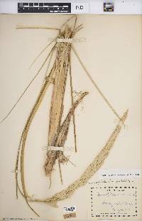 Ammophila breviligulata image