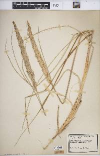 Ammophila breviligulata image