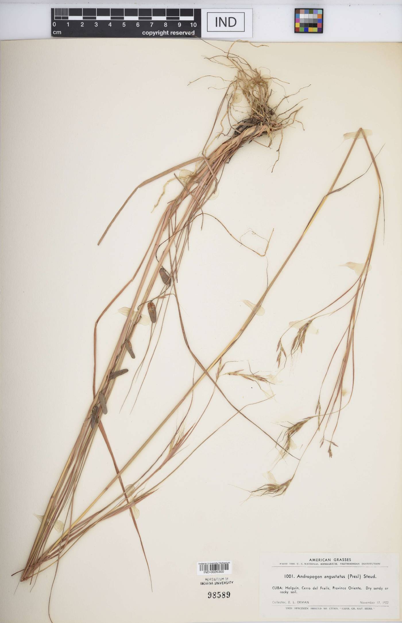 Andropogon angustatus image