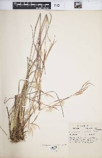 Andropogon capillipes image