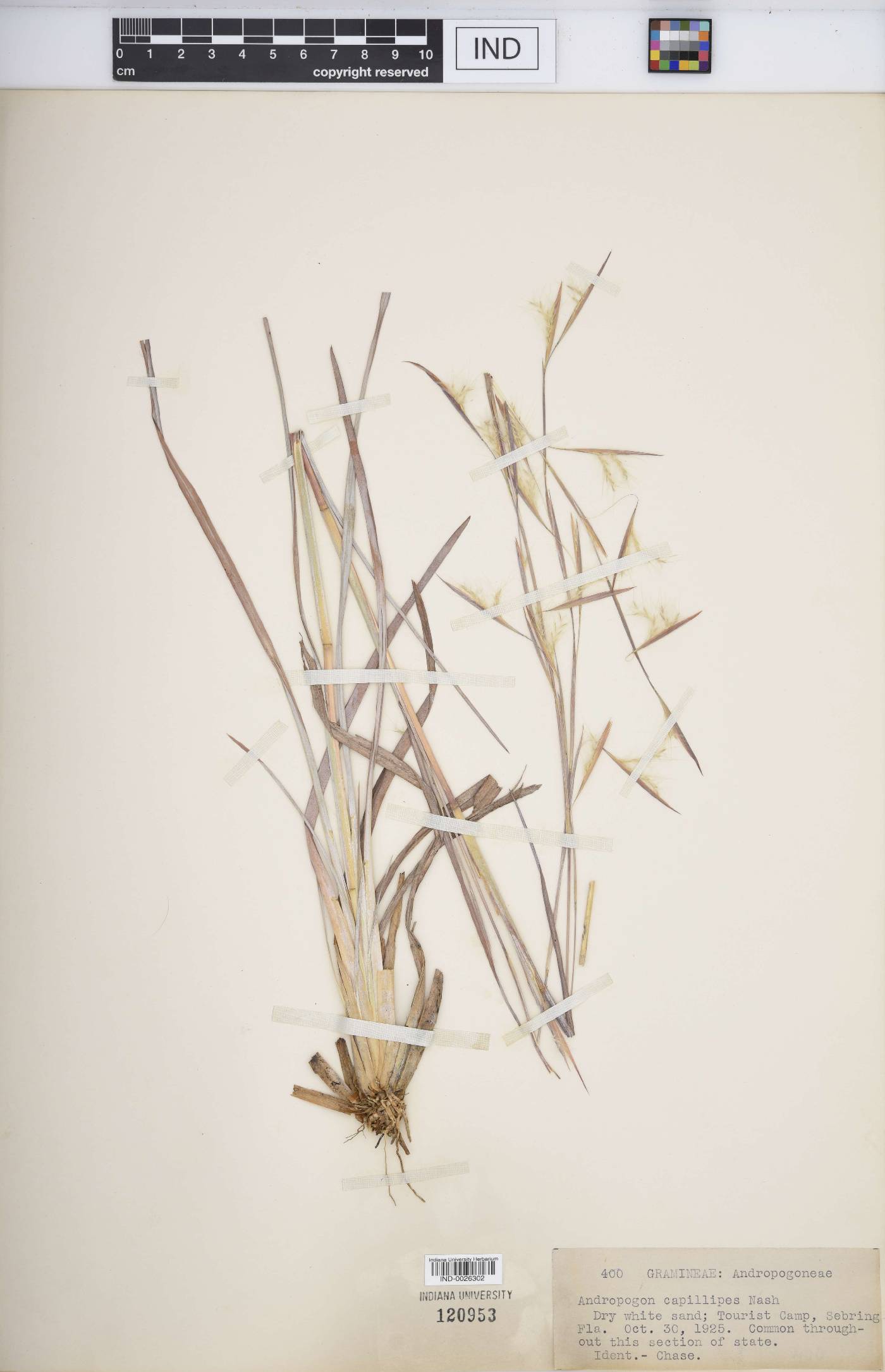 Andropogon capillipes image