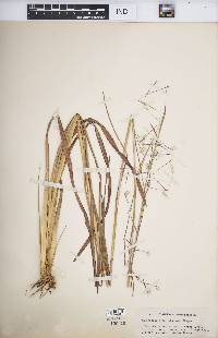 Andropogon brachystachyus image